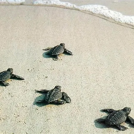 Feriehus House Near The *